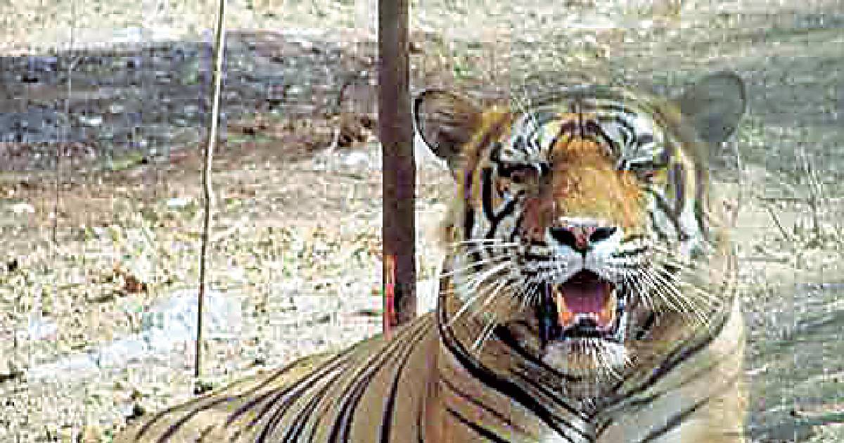 Tiger Ustad belongs to forest, not enclosure, say activists
